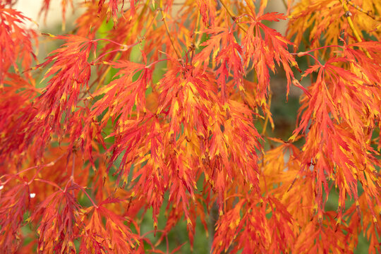 Gros plan du feuillage d'un Acer palmatum dissectum en automne