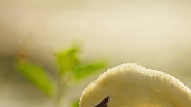 Mute Swan Male Swimming and Diving While Feeding and Preening in Morning Wetland