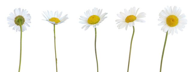 Naklejka premium Fleurs d'Anthemis blanches 