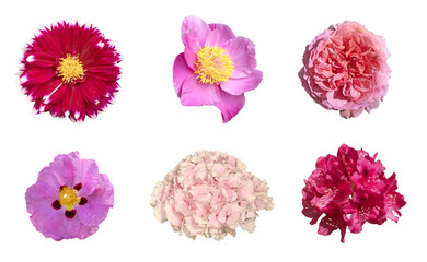 Naklejka premium Diverse fleurs de jardin printanier et estival 