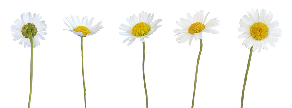 Fleurs d'Anthemis blanches	