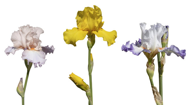 Iris germanica 