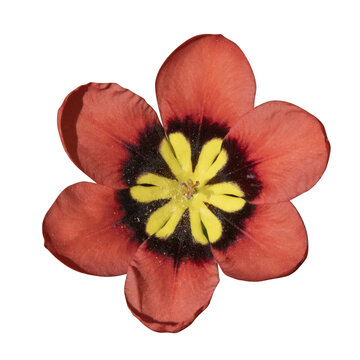Fleur de Sparaxis tricolor