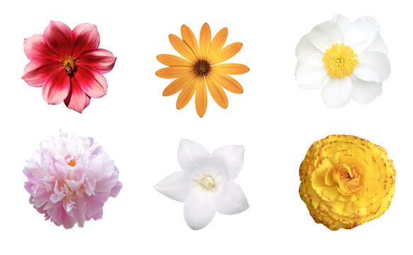 Diverse fleurs de jardin printanier et estival	