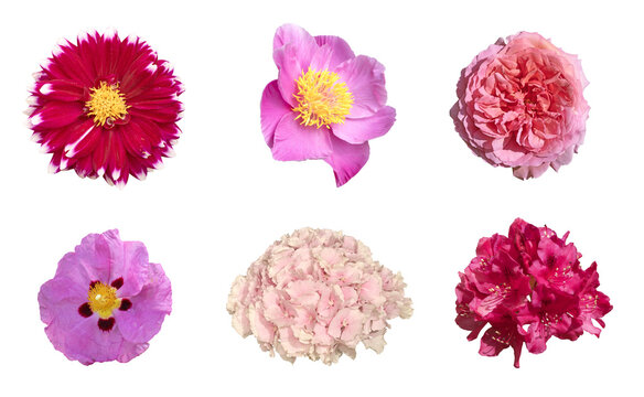 Diverse fleurs de jardin printanier et estival	