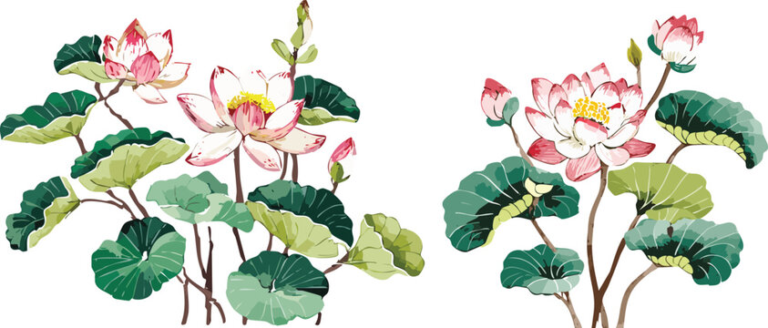 Botanical watercolor illustration of pink lotus water lily flowers in transparent vector, gouache chinese japanese asian painting brush strokes flat drawing art, painterly digital graphic traditional