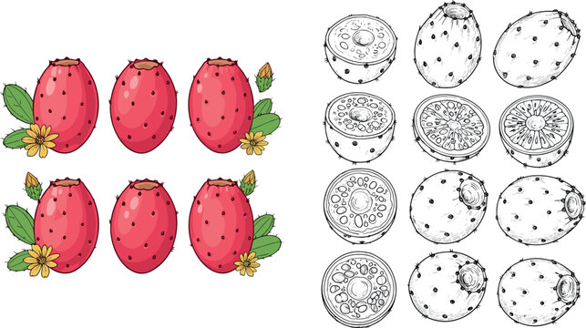 Prickly pear cactus fruit vector illustration set featuring whole and sliced opuntia with seeds and botanical sketch elements isolated on white