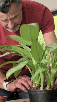 Vertical video: Lifting rootball by aide man in red tee checking potting plant in black pot at home