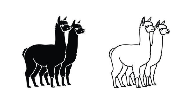 Llamas vs Alpacas: Identifying Key Differences Vector