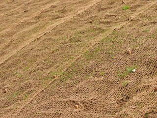 Medium shot of a sloped embankment covered with brown coir netting for erosion control. The biodegradable geotextile mesh stabilizes the hillside while young plants grow through the grid.  © Ena