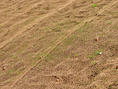 Medium shot of a sloped embankment covered with brown coir netting for
erosion control. The biodegradable geotextile mesh stabilizes the hillside while
young plants grow through the grid. 