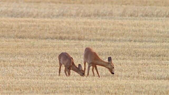 Roe Deer Doe Walking Across Harvested Field with Fawn Nursing and Seeking Shelter