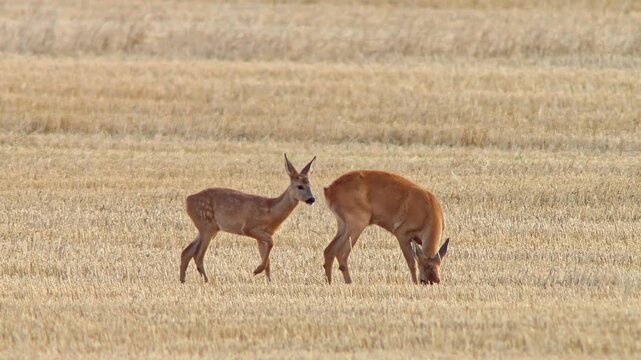 Roe Deer Doe Walking Across Harvested Field with Fawn Nursing and Seeking Shelter