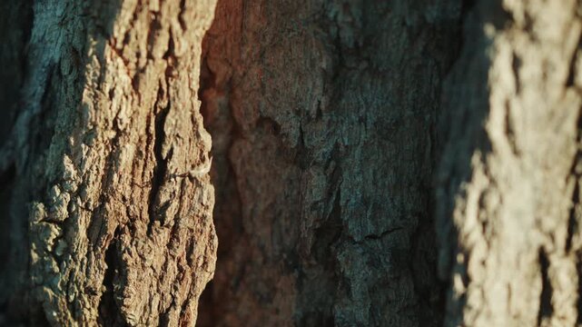 Close up of tree bark texture with natural sunlight creating contrast and depth