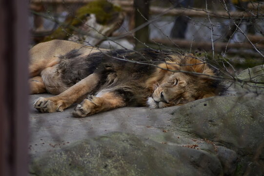 View of a lion resting inside a zoo enclosure. Powerful wild animal lying calmly in captivity, perfect for wildlife, zoology, conservation, and animal care concepts.