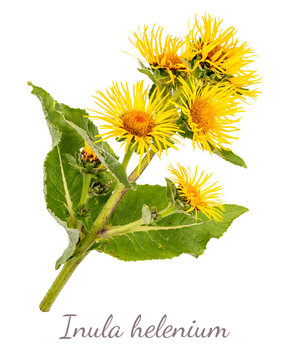 inula helenium elecampane flowering plant with leaves isolated on transparent background