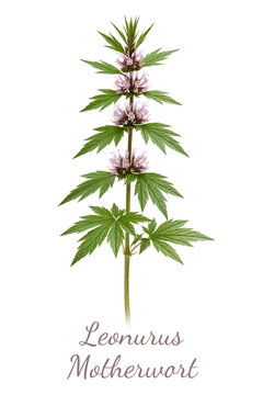 leonurus cardiaca motherwort plant with flowers isolated on white background