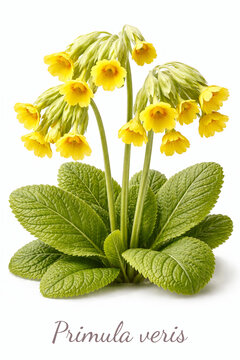 primula veris cowslip plant with yellow flowers and leaves isolated on white background