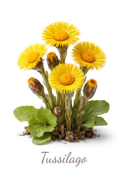 coltsfoot flowering plant with leaves isolated on white background
