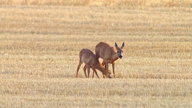 Roe Deer Doe Walking Across Harvested Field with Fawn Nursing and Seeking Shelter