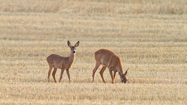 Roe Deer Doe Walking Across Harvested Field with Fawn Nursing and Seeking Shelter