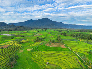 Obraz premium Beautiful morning view in Indonesia, panoramic landscape of rice fields with mountain ranges and clear sky