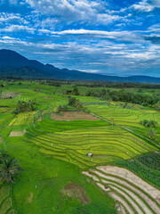 Obraz premium Beautiful morning view in Indonesia, panoramic landscape of rice fields with mountain ranges and clear sky