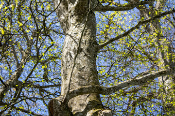 Obraz premium Tree - Forch, Switzerland - April 8th 2026