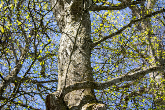 Tree - Forch, Switzerland - April 8th 2026