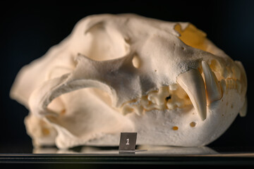 Close-up detail of a jaguar skull. © lapis2380