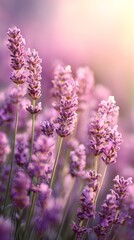 Fototapeta premium Close up of vibrant lavender flowers bathed in soft sunlight against a blurred background