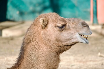Profile portrait of a dromedary camel (Camelus dromedarius) with a funny expression on a blurred outdoor background. © Olena