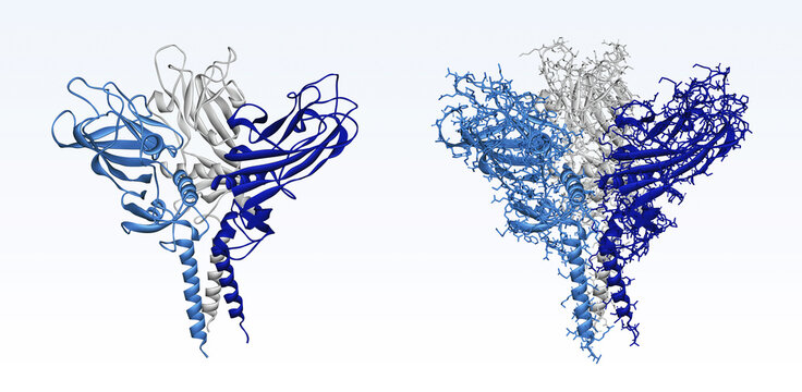 C-propeptide of Human Type I Procollagen molecule. Homotrimer protein structure signaling bone formation and anti-aging. 3D render
