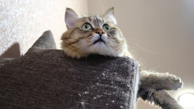 Cute tabby cat peeks down from the top of a cat tower. The cat is positioned at the highest platform, looking downward with a curious expression. The cat&rsquo;s ears are upright, eyes wide open, capturing 