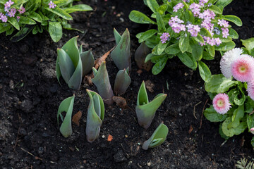 Young Tulipa shoots emerging from dark soil in spring garden Warsaw Poland, surrounded by Myosotis and pink Bellis perennis flowers, top view, natural daylight, early seasonal growth. © Lina