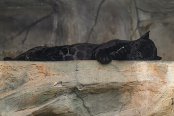 Melanistic black jaguar lying down in a zoo indoor enclosure. © lapis2380