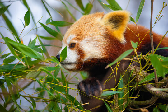 red panda Ailurus fulgens, lesser panda, is a small mammal