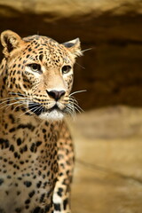 Portrait of a leopard captured in close-up, highlighting its distinctive spotted fur and intense gaze. The image showcases the beauty, strength, and elegance of this wild predator in a natural setting © Petra