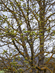 Obraz premium Close-up of fresh green flower buds blooming on a tree branch during early spring season in a natural outdoor forest setting.