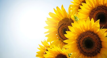 Fototapeta premium Golden sunflowers bloom a vibrant display of summer's beauty