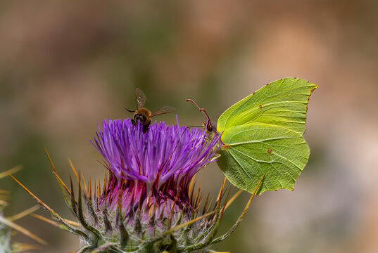 A common brimstone butterfly (Gonepteryx rhamni) sitting on a flower