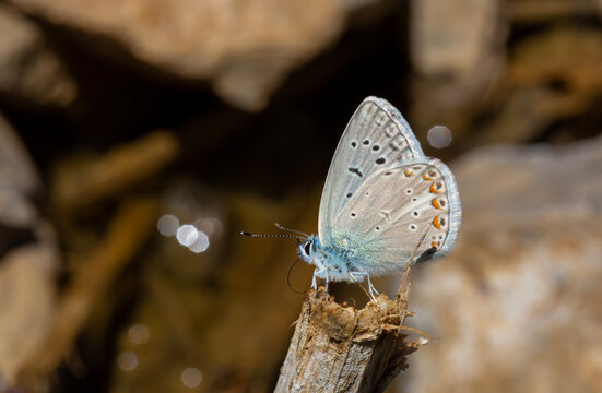 a tiny blue-winged butterfly perched on a dry branch, Polyommatus cornelius