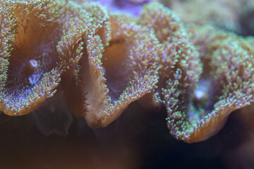 Close-up detail of pink coral parts. © lapis2380