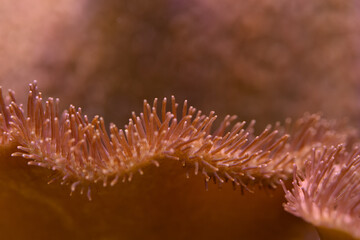 Close-up detail of pink coral parts. © lapis2380