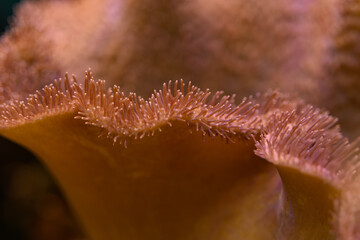 Close-up detail of pink coral parts. © lapis2380