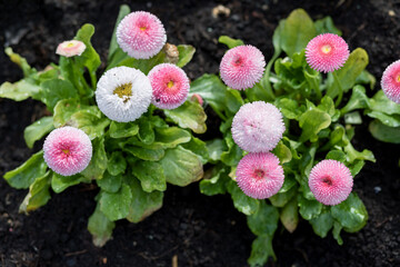 English daisy Bellis perennis Pomponette with pink and white double flowers growing in dark soil in Warsaw, Poland. Garden decorative plants in spring, top view, natural light. © Lina