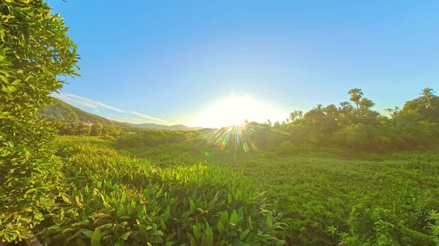 Wide Angle Sunset Over Dense Tropical Jungle with Silhouetted Trees and Colorful Sky Tropical Sunset Timelapse Concept
