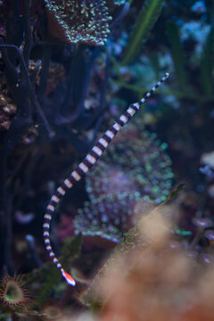 Beautiful banded pipefish swimming underwater.