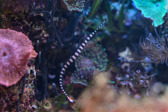 Beautiful banded pipefish swimming underwater.