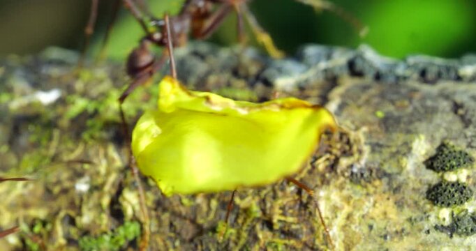 Leaf-cutter ants (Atta sp.) walking along a branch in the rainforest slow motion, Napo province, in the Ecuadorian Amazon.